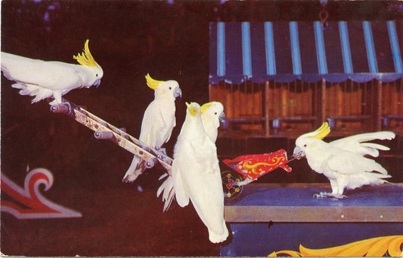 Billy the Cockatoo, Busch Gardens, Tampa, FL [Postcard]