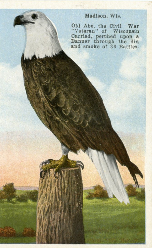 Old Abe, Madison, WI [Postcard]