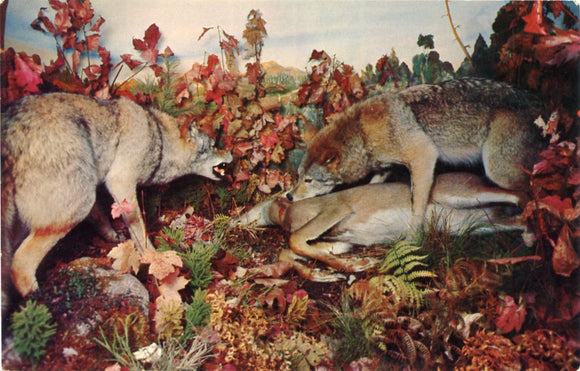 Martin's Museum, Phillips, WI [Postcard]