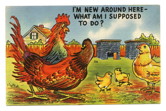 I'm New Around Here--What Am I Supposed To Do? [Postcard]