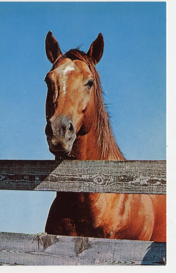 Assault, Kentucky Derby Winner