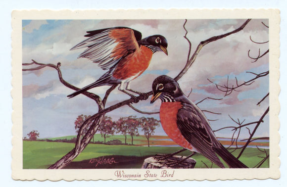 Wisconsin State Bird--Robin [Postcard]