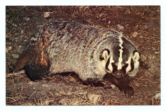 Badger [Postcard]