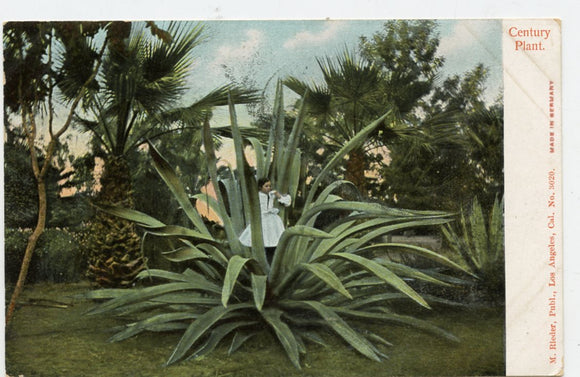 Century Plant, Los Angeles, CA [Postcard]