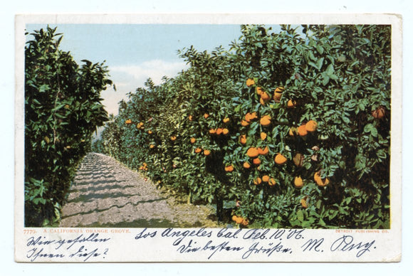 A California Orange Grove, Los Angeles, CA [Postcard]