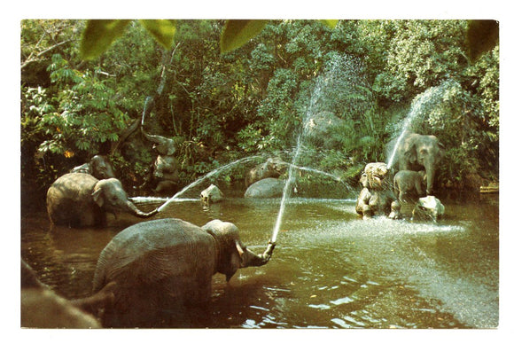 Elephant Pool, Disneyland, CA [Postcard]