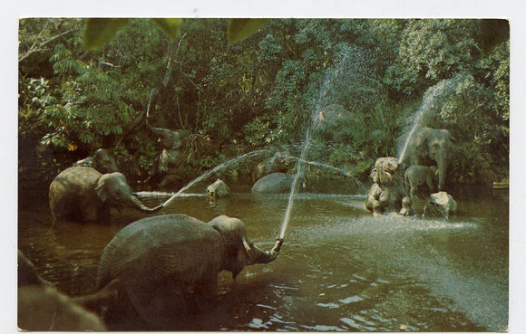 Elephant Pool, Disneyland, CA [Postcard]