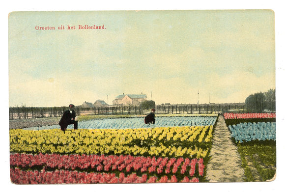 Groeten Uit Het Bollenland [Postcard]