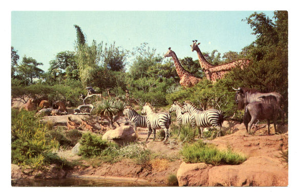 African Veldt, Disneyland, CA [Postcard]