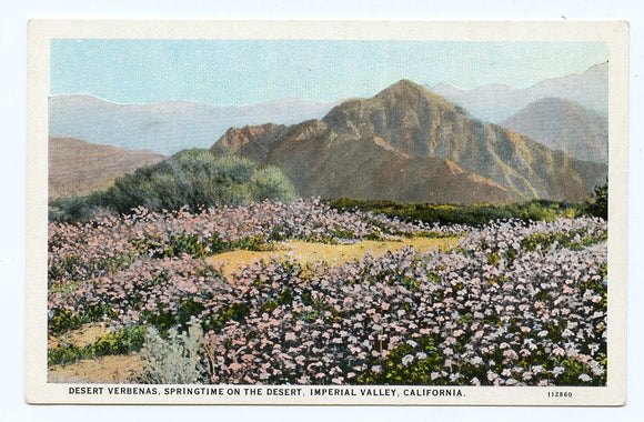 Desert Verbenas, Springtime on the Desert, Imperial Valley, CA [Postcard]