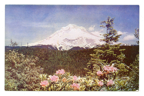 Mt. Hood and Rhododendrons, Mt. Hood, OR [Postcard]