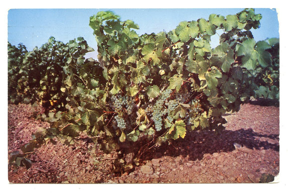 California Wine Vineyands, Napa Valley, CA [Postcard]
