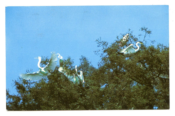 American Egrets, Stinson Beach, CA [Postcard]
