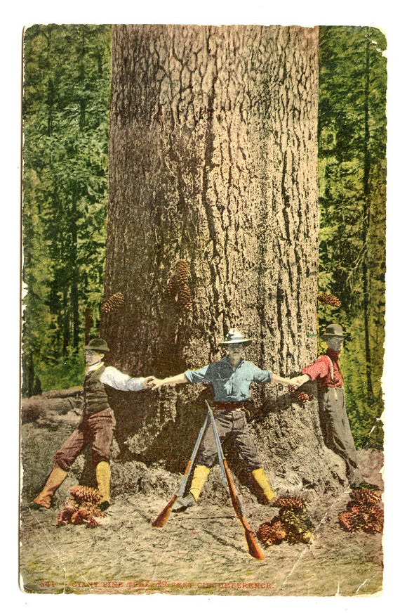 Giant Pine Tree, 29 Feet Circumference, Portland, OR [Postcard]