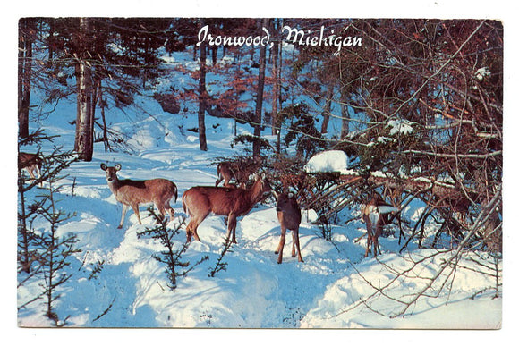 Deer on the Alert, Ironwood, MI [Postcard]