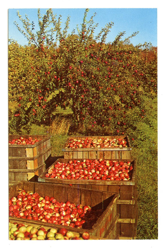 Apple Harvest, Door County, WI [Postcard]
