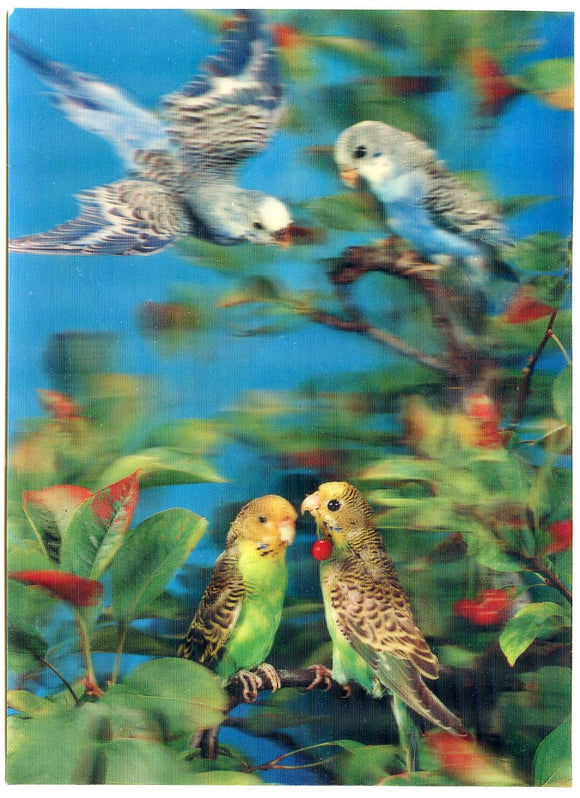 Birds in 3D [Postcard]