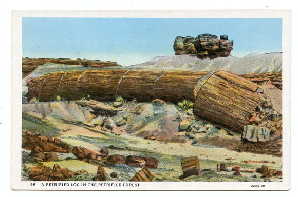 A Petrified Log in the Petrified Forest [Postcard]