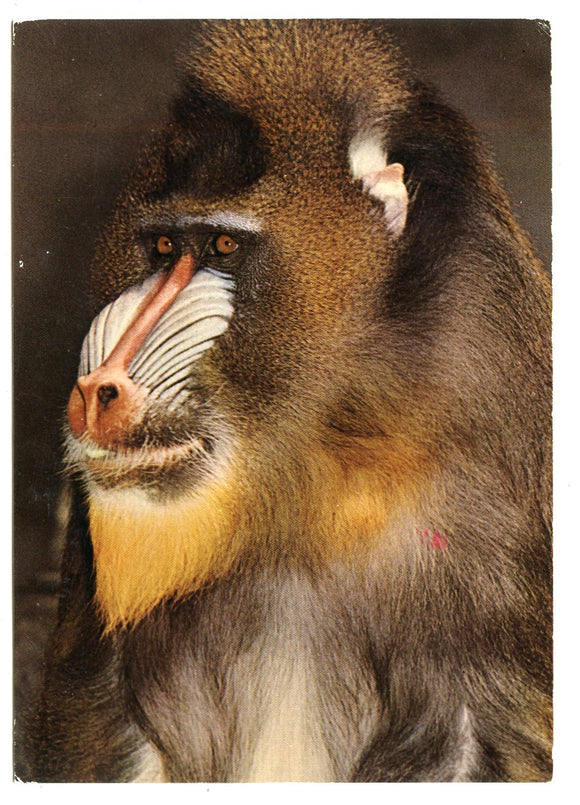 Mandrill, San Diego Zoo, San Diego, CA