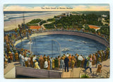Marine Studios Marineland Florida [Postcard]