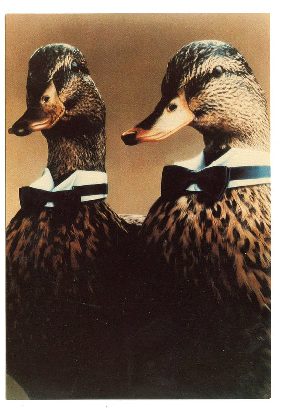 The Famous Peabody Ducks, The Peabody, Memphis, TN [Postcard]