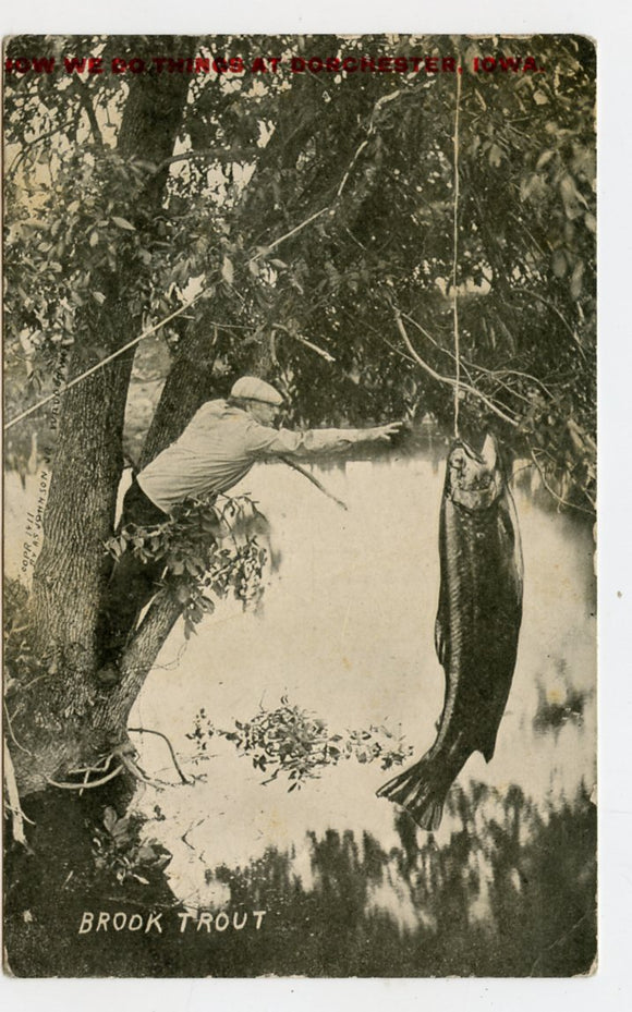 Brook Trout [Postcard]