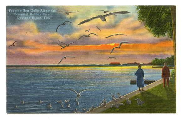 Feeding Sea Gulls Along the Beautiful Halifax River, Daytona Beach, FL [Postcard]