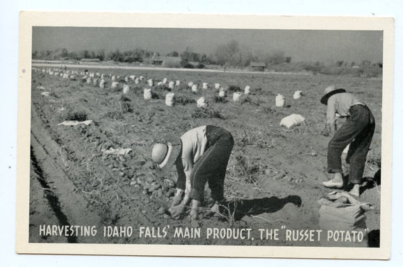 Harvesting Idaho Falls' Main Product, the Russet Potato, Idaho Falls, ID [Postcard]