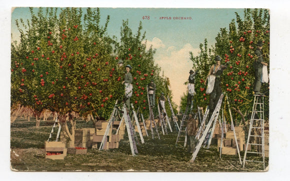 Apple Orchard [Postcard]