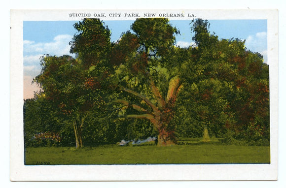 Suicide Oak, City Park, New Orleans, LA [Postcard]