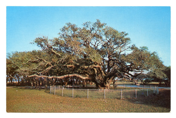 Big Tree of Lamar, Rockport, TX [Postcard]