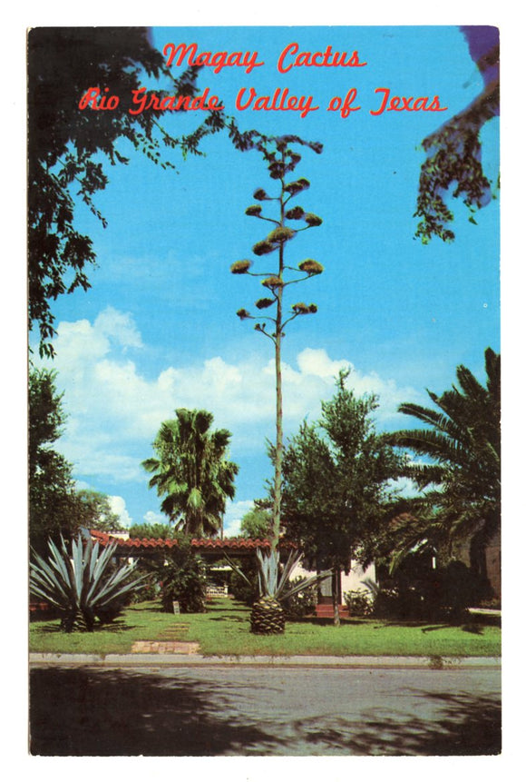 Magay Cactus, Rio Grande Valley, TX [Postcard]