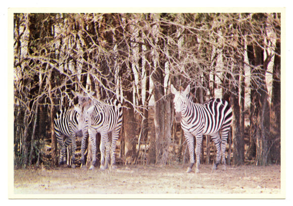 Ike, Mike, and Pat the Zebras, World of Animals, Dallas, TX [Postcard]