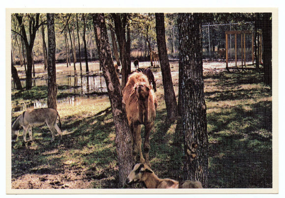 Charlie the Camel, World of Animals, Dallas, TX [Postcard]