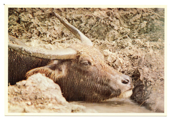 Membo the Water Buffalo, World of Animals, Dallas, TX [Postcard]