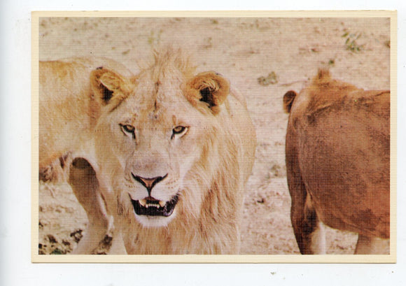 Linda the Lioness, World of Animals, Dallas, TX [Postcard]