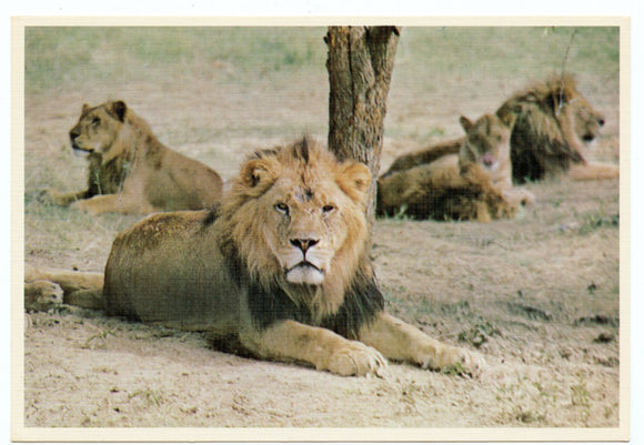 Clarence the Lion, World of Animals, Dallas, TX [Postcard]