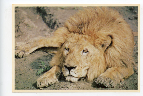 Harry the Lion, World of Animals, Dallas, TX [Postcard]
