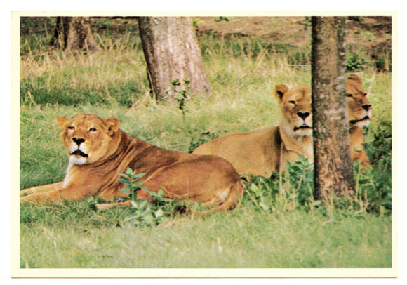 Lucy the Lioness, World of Animals, Dallas, TX [Postcard]