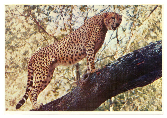 Cheetah, World of Animals, Dallas, TX [Postcard]