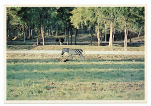 Zanzibar the Zebra, World of Animals, Dallas, TX