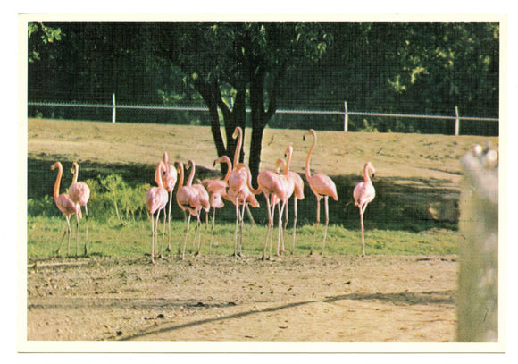 The Flamingos, World of Animals, Dallas, TX [Postcard]