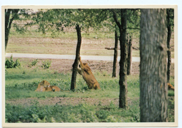 Cleo the Lioness, World of Animals, Dallas, TX [Postcard]