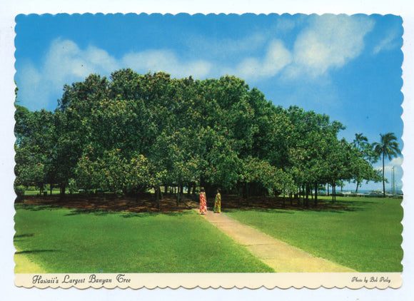 Hawaii's Largest Banyan Tree, Lahaina, HI [Postcard]