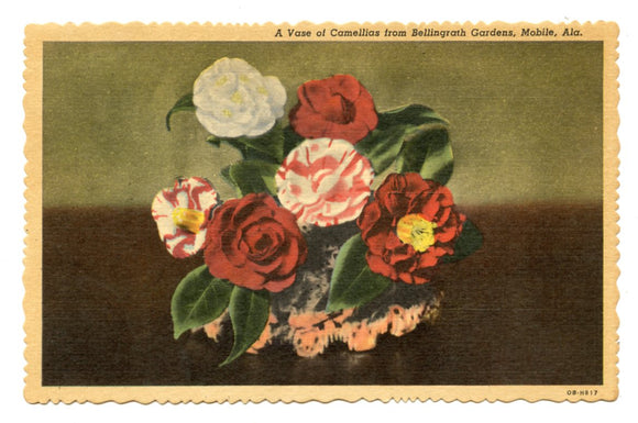 A View of Cammelias from Bellengrath Gardens, Mobile, AL [Postcard]