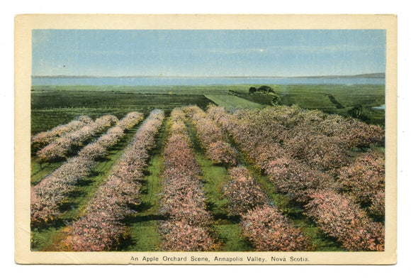 Apple Orchard Scene, Annapolis Valley, Novia Scotia [Postcard]