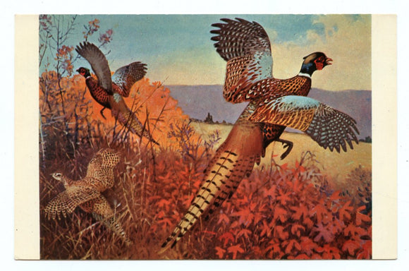 Autumn Splendor, Pheasant [Postcard]
