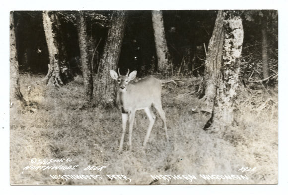 Northwoods Deer, Northern Wisconsin [Postcard]