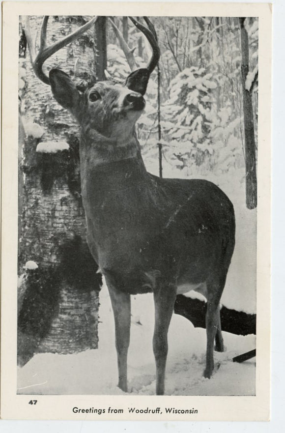 Greetings from Woodruff, WI [Postcard]