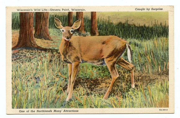 Wisconsin's Wild Life, Stevens Point, WI [Postcard]